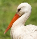 Portrait of a stork at the zoo Royalty Free Stock Photo