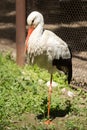 Portrait of a stork at the zoo Royalty Free Stock Photo