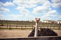 Portrait of straus emu over sky background, panoramic layout Royalty Free Stock Photo