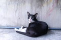 Stray black cat lying on grunge cement wall