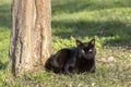 Portrait of a stray black cat lying near a tree. Royalty Free Stock Photo