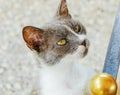 Portrait of a stray cat asking for food and attention Royalty Free Stock Photo