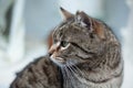 Portrait of stray cat Royalty Free Stock Photo