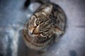 Portrait of stray cat Royalty Free Stock Photo