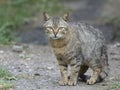 Portrait of a stray cat. Frightened look of an animal