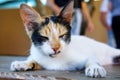 Portrait stray cat sleeps on a bench. Animal protection and adoption concept. selective focus
