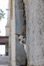 Portrait of a stray cat in the window of a mosque in Istanbul