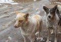 Portrait of stray dog family left-female, right- male