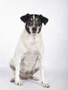 Portrait of stray dog in photo studio on white background with copy space. International Day of Homeless Animals Royalty Free Stock Photo