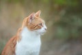 Portrait of a stray red cat. Ginger Stray cat sitting outdoors in Greece