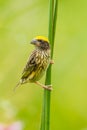 Portrait of Streaked Weaver