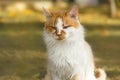 Portrait of a street cat on the background of an autumn park. Red white cat sits on the grass and looks at the camera