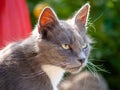 Portrait of a street gray cat.