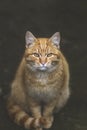 Portrait of a street homeless red cat sitting and looking at camera in old european city, animal natural background Royalty Free Stock Photo