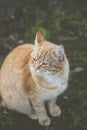 Portrait of a street homeless red cat sitting and looking at camera in old european city, animal natural background Royalty Free Stock Photo