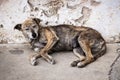 Stray dog on street close eyes Royalty Free Stock Photo