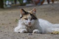 Portrait of a street tricolor cat lying on the ground Royalty Free Stock Photo