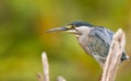 Portrait of a Striated Heron Royalty Free Stock Photo