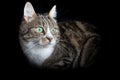 Portrait of a striped cat in low key. Tabby cat laying on black Royalty Free Stock Photo