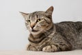 Portrait of a striped cat with a serious muzzle and a look expressing readiness to attack