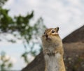 A portrait of a striped chipmunk on its hind legs on a rock