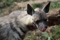 Portrait Striped Hyaena, Hyaena Hyaena sultana