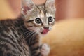 Portrait of the striped licking lips kitten