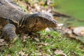 Portrait of the striped monitor lizard Varanus salvator