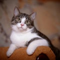 Portrait striped with white a cat on a sofa.