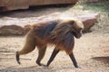 Portrait of strong alpha male master of African baboon