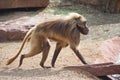 Portrait of strong alpha male master of African baboon