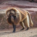 Portrait of strong alpha male master of African baboon