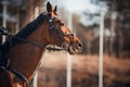 Portrait of a strong bay horse with a rider in the saddle, on a sunny day. Equestrian sports. Horse riding. Park