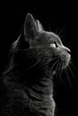 portrait studio photograph of catamount black and white Royalty Free Stock Photo