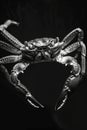 portrait studio photograph of fiddler crab black and white Royalty Free Stock Photo