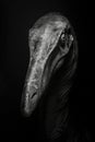 portrait studio photograph of kronosaurus black and white Royalty Free Stock Photo