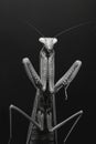 portrait studio photograph of mantid black and white Royalty Free Stock Photo