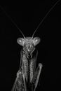 portrait studio photograph of mantid black and white Royalty Free Stock Photo