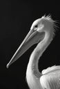 portrait studio photograph of white pelican black and white Royalty Free Stock Photo