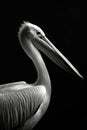 portrait studio photograph of white pelican black and white Royalty Free Stock Photo