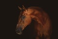 stunning beautiful red don horse isolated on dark background