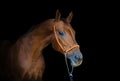 Red mare horse in halter isolated on black background Royalty Free Stock Photo
