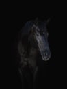 Stunning black horse isolated on black background