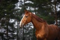 Chestnut dressage gelding horse with white line posing in forest landscape in spring daytime