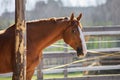 Stunning chestnut budyonny gelding horse in paddock in daytime in spring