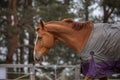 Stunning chestnut budyonny gelding horse walking in blanket in paddock