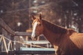 Stunning chestnut budyonny gelding horse with water drops from mouth after drinking in paddock in spring daytime