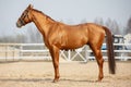 Stunning chestnut showjumping budyonny stallion sport horse in bridle in daytime