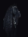 Stunning friesian stallion isolated on black background Royalty Free Stock Photo