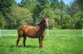 Stunning red horse in green field Royalty Free Stock Photo